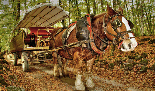 LA FAGEDA D´EN JORDÀ EN CARRUAJES Y VISITA A LA FÁBRICA DE LA FAGEDA CON OBSEQUIOS